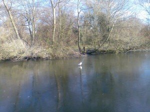Verulamium Park